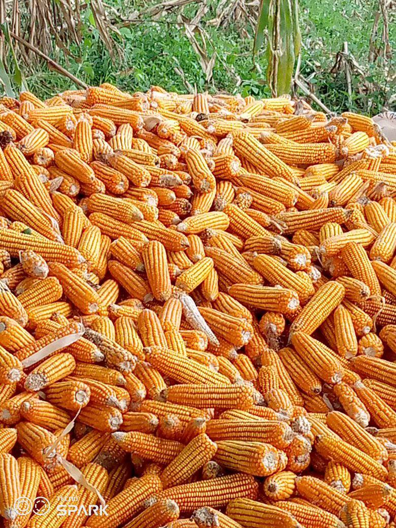 310625743_493748789431204_1267959824538064349_n